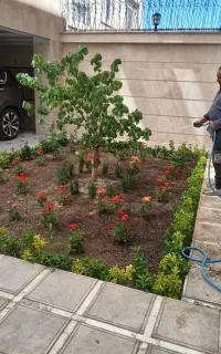 خدمات باغبانی درختکاری وگل کاری تعویض گلدون و خاک