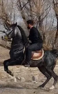 اسب نجیب همه چی تمام