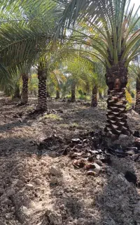 انجام کار نخل وباغبانی