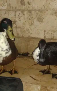 اردک محلی نر و ماده تخم گذار