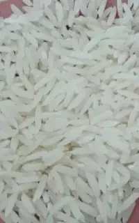 برنج هاشمی دانه بلند محصول امسال خوش طعم