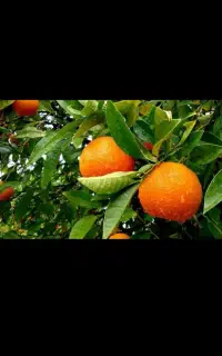 کارگر برای باغ پرتقال  می‌خوام