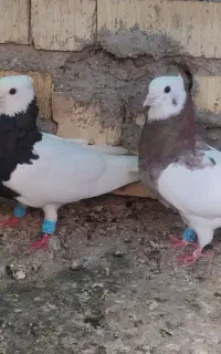 جفت طوقی