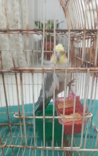 عروس هلندی