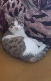 واگذاری بچه گربه