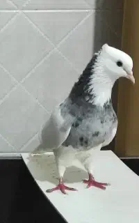 ماده طوقی گمشده