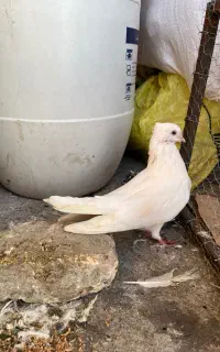 کفتر سفید پاک نر مست
