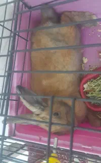 خرگوش با وسایل کامل ۲ تومان
