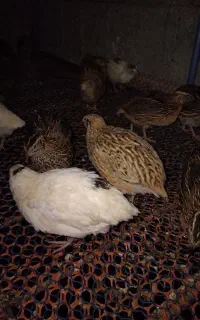 فروش بلدرچین مولد و ۳۰روزه