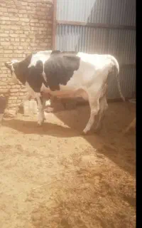 تُخک شکم دو ۳ماه آوستن
