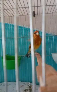 سهره قناری سرخ