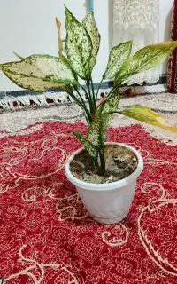 گل زیبا