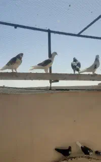 کبوتر پرشی وجوان