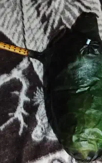 ساز نی همبون