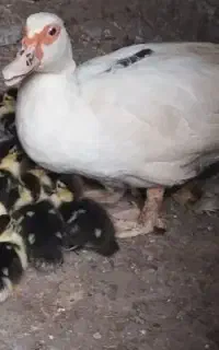 ۷ عدد جوجه اردک اسرائلی کاملا سالم