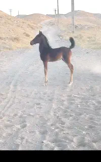 معاوضه اسب