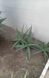 فروش الوئه ورا
