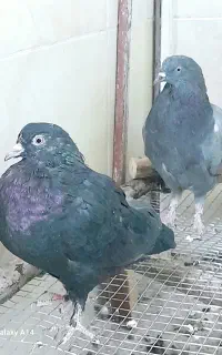 مفلق پر افتاب ندیده سیاه