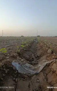 کارگر برا نشا داشتین در خدمتم