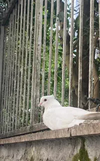 پرنده