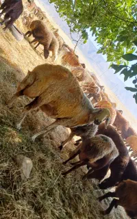 گله داشتی