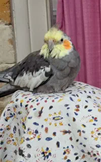 عروس هلندی گمشده