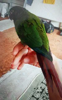 طوطی گرینچیک