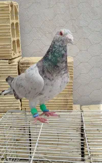کبوتر سار نر