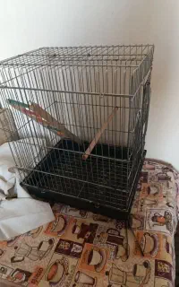 قفس عروس هلندی
