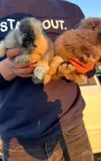 ۲ عدد خرگوش لوپ