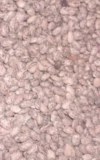 لوبیا چیتی