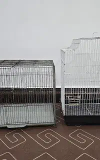 قفس