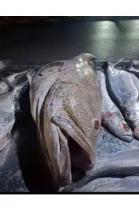ماهی جنوب ارسال به تمام کشور