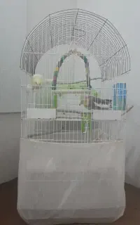 دو عدد طوطی عروس هلندی