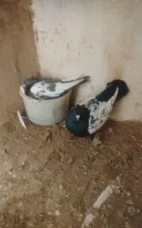 کبوتر سینه