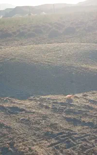 کاه لوبیا