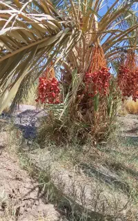 جنگ درخت مضافتی محلی اصلی