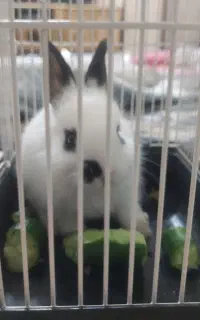 خرگوش نر سفید ۲/۵ماهه