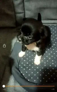 شیواواجیبی + پینچرمینیاتوری