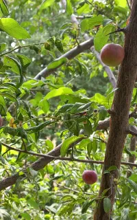 ایده چشمه معدنی