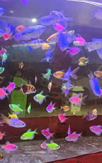 آکواریوم شرکتی ماهی و لوازم