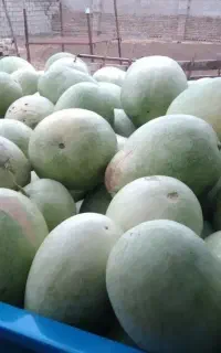 هندوانه ریز سالم قابل خوردن