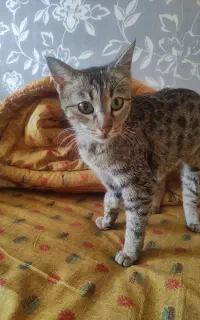 واگذاری گربه خانگی