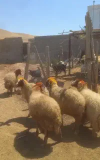 ۵ راس میش سنجابی