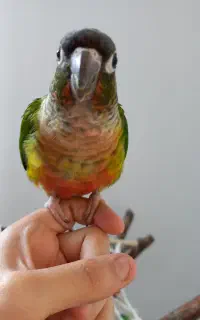 گرینچیک ۵ ماهه