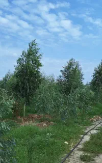 کارگر جوان مرد و مجرد برای کارگری باغ و... ulysses