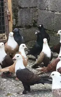 20 کبوتر هم جوجه کشی هم پرشی آماده