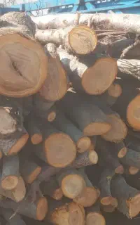 خرید انواع چوب نقد