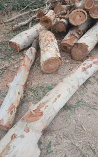 خرید و فروش چوب