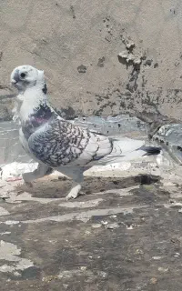 جفت کفتر پلژیکی اصل